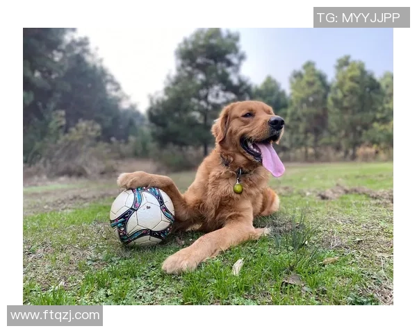 金毛犬陪伴下的足球明星生活揭秘与训练心得分享